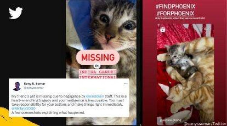 Air-India faces negligence accusations after woman traveling with two cats claims one went missing at airport during Delhi to Imphal flight