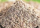 Cumin Price High: Tempering of cumin became costlier again, arrival decreased by 13 percent... price crossed 50,000