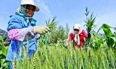 Big trouble faced by the farmers of China, know what