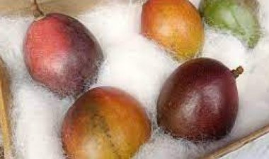 This is the world's most expensive mango, the price is so much that a new car can come home!