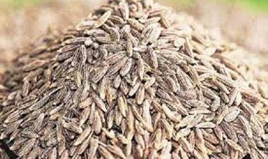 Cumin Price High: Tempering of cumin became costlier again, arrival decreased by 13 percent... price crossed 50,000