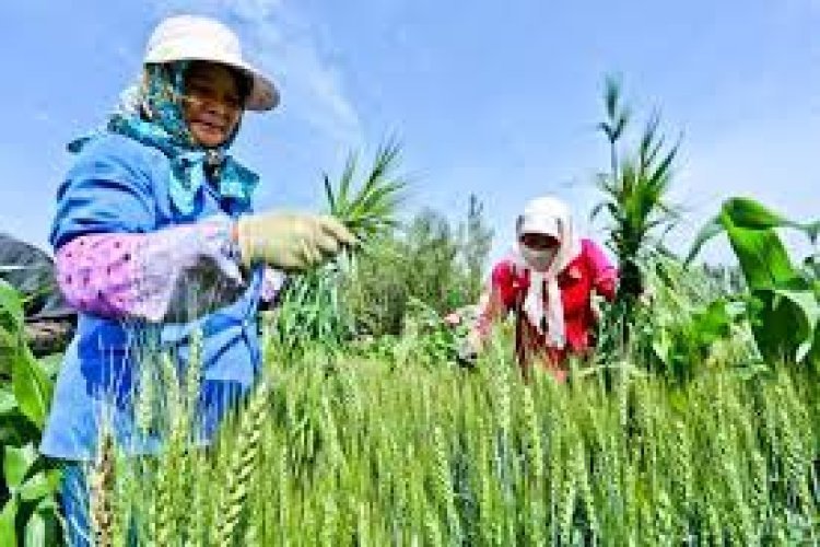 Big trouble faced by the farmers of China, know what