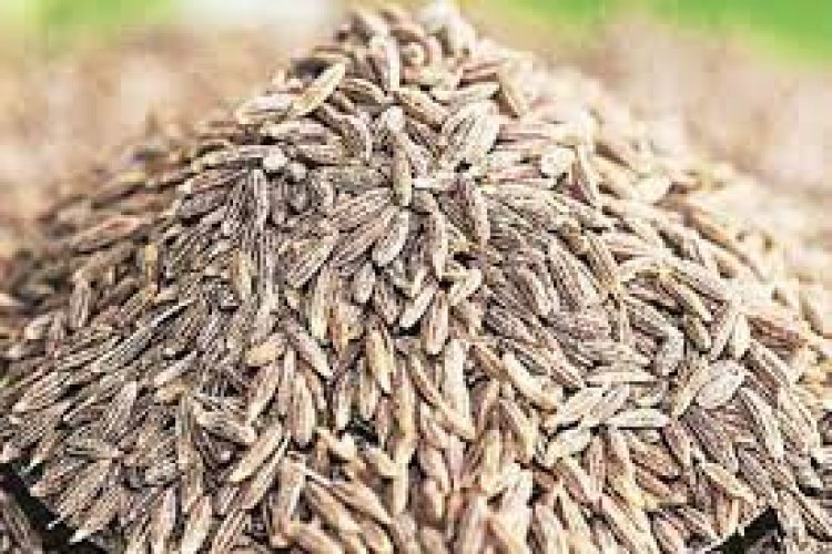Cumin Price High: Tempering of cumin became costlier again, arrival decreased by 13 percent... price crossed 50,000